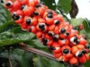 Embrapa desenvolveu quatro novas cultivares de guaraná  (Foto:Reprodução)