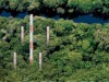 Torres serão construídas no meio da floresta(Foto: Ricardo Oliveira/Ag.FAPEAM)