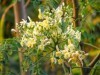 Moringa, planta originária da Índia, tem sido objeto de estudos de pesquisadores, visando à purificação da água (Foto: Reprodução)