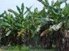 A doença sigatoka-negra leva à perda da produção dos bananais (Foto: Reprodução)