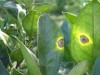 A pinta-preta-dos-citrus é uma praga causada pelo fungo Guignardia citricarpa (Foto: Reprodução)