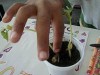Experimento de germinação feito em sala de aula (Foto: Reprodução)