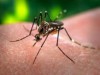 Número de casos de dengue no Brasil sofreu uma redução de 42% entre 2010 e 2012 (Foto: Reprodução)