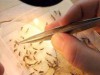 Mosquitos da malária resistente a inseticida foram identicados na Amazônia (Foto: Ricardo Oliveira/Ag. FAPEAM)