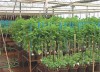 Cooperação permitirá melhoramento de plantas (Foto: Reprodução)
