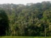 Plantas cultivadas hoje não estão totalmente adaptadas para temperaturas que cheguem até 2°C (Foto: Embrapa)