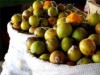 Tucumãs estão sendo alvo de estudos pela Empresa Brasileira de Pesquisa Agropecuária (Foto: Reprodução)