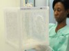 Mosquitos infectados com a bactéria Wolbachia e imunes à dengue já foram trazidos da Austrália para o Brasil e, na Fiocruz, serão introduzidos em uma população de insetos normais. Depois, a ideia é liberá-los no Rio de Janeiro (Foto: Fiocruz)