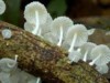 Amazônia é rica em biodiversidade (Foto: Reprodução)