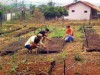 O Fósforo é um dos nutrientes mais importantes para a produção das culturas uma vez que grande parte dos solos naturais não contém a substância em um nível suficiente para proporcionar altas produtividades(Foto: Reprodução)
