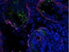 Imagem das células de tecidos renais: segundo especialista, ainda existem numerosos obstáculos antes de se chegar a uma aplicação médica das pesquisas (Foto: Reprodução)