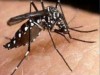Nova bactéria pode auxiliar no combate à dengue no Brasil, é segundo pesquisa da Fiocruz  (Foto: Reprodução)