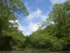 Amazônia terá inventário florístico (Foto: Reprodução)