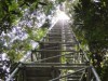 Torre usada para pesquisas científicas na Amazônia; nova estrutura de ser parecida e vai ter 320 metros de altura, maior do que a Torre Eiffel, na França (Foto: Divulgação/ATTO)
