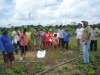 Foto: Divulgação/Embrapa