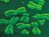Alterações nos genes dos seres humanos determinam síndromes genéticas (Foto: Reprodução)