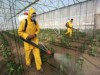 Agrotóxicos podem causar câncer (Foto: Reprodução)