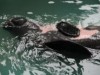 O peixe-boi é uma das espécies encontradas no Bosque da Ciência, no Inpa (Foto: Eduardo Gomes/Inpa)
