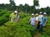 Agricultores de Parintins em visita a cultivo de hortaliças (Foto:divulgação/Embrapa)