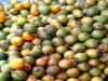 Segundo a pesquisa, o tucumã tem potencial para produção de energia (Camila Carvalho/Agência Fapeam)