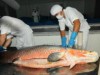 Peixes com escama continuam na preferência do manauara