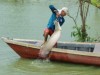 O programa tem o objetivo de promover a conservação de recursos pesqueiros nas reservas, estimular a exploração sustentável, gerar renda e melhorar a qualidade de vida das comunidades (Foto: Agecom/Divulgação)