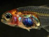 Peixinho tem apenas 7 milímetros a mais de comprimento do que o menor peixe do mundo (Foto:  Reprodução/Sci-Fi)