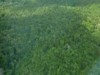 Os testes foram realizados na Floresta Estadual do Antimary, principal projeto de manejo do Estado do Acre (Foto: Reprodução)