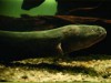 Serão abordados aspectos da história natural dos peixes elétricos na Amazônia (Foto: Divulgação)