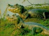 As ações do programa têm resultado no envolvimento das comunidades para incrementar o potencial de informações sobre a biologia e ecologia das espécies de jacarés amazônicos (Foto: Reprodução)