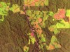 Nature destaca o projeto concebido por Thomas Lovejoy, cooperação entre Inpa e Smithsonian, que estuda as influências do desmatamento sobre a fauna e a flora da Floresta Amazônica (Imagem:PDBFF)