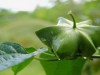 O amendoim da Amazônia, fruto pesquisado pelo Inpa, pode gerar um óleo usado na indústria de cosméticos (Foto: Daniel Jordano)