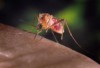 Para imunizar os mosquitos Anófeles, transmissores da malária, cientistas do Instituto Americano de Alergias e Doenças Infecciosas (NIAID, na sigla em inglês) os infectaram com uma bactéria, denominada Wolbachia