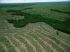 De acordo com o levantamento, a estratégia evitou que 59,5 mil quilômetros quadrados de floresta fossem cortados, contra 41,5 mil que efetivamente foram postos abaixo no período (Foto: Reprodução)