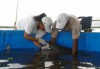 Os animais foram resgatados feridos e sem a presença das mães (Foto: Mônica Abreu/Instituto Mamirauá)
