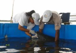Imagem da notícia - Instituto resgata três filhotes de peixes-boi em três meses na Reserva Amanã