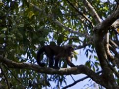 Macaco-de-cheiro-comum objeto de estudo na pesquisa sobre associações entre primatas (Foto: Marcelo Santana)