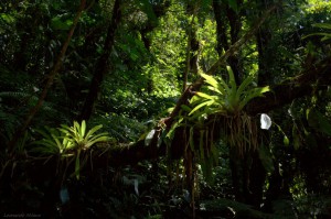 Imagem da notícia - Imenso herbário virtual leva flora brasileira para a internet