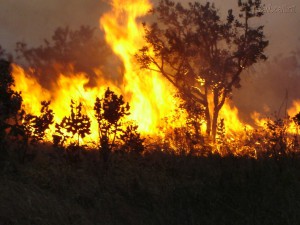 Imagem da notícia - Ameaças à Amazônia vão muito além das queimadas