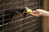 4081833634-macaco-chimpanze-banana