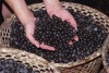 Açaí-7