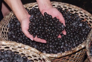 Imagem da notícia - Embrapa destaca os benefícios do açaí e dá dicas para o consumo seguro da polpa