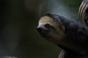 Imagem da notícia - Pesquisa promove estudo sobre pequenos mamíferos no Amazonas, Amapá e na Guiana Francesa