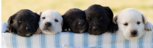 Imagem da notícia - Ministério publica normas sobre cuidados com animais em pesquisas e ensino