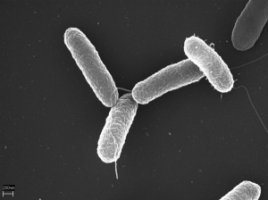 Imagem da notícia - Mecanismo para controle de infecções é descoberto