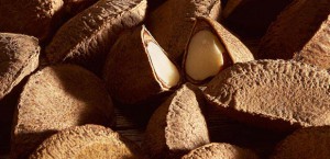 Imagem da notícia - Embrapa destaca o uso do ozônio para eliminar fungos e toxinas na castanha-do-brasil