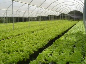 Imagem da notícia - Projeto propõe alavancar a produção de hortaliças no Estado
