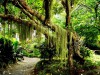 floresta