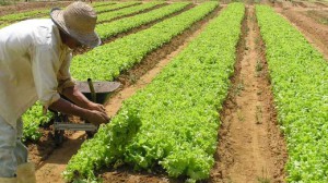 Imagem da notícia - Pesquisa visa reforçar a produção rural e melhorar a qualidade de vida dos produtores