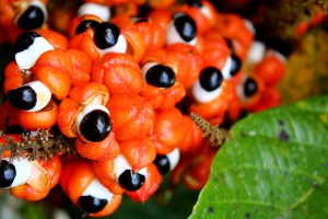 Imagem da notícia - Embrapa lança duas novas cultivares de guaraná no AM